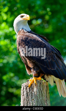 Fauna selvatica nella foresta di Rambouillet Foto Stock