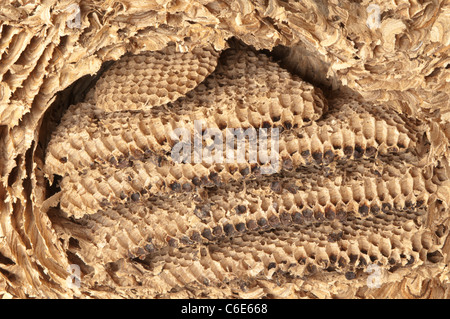 Nido di vespe comune (Vespula vulgaris). Camere interne del vecchio nido Foto Stock