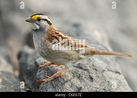 Bianco-throated Sparrow (Zonotrichia albicollis) nel Central Park di New York Foto Stock