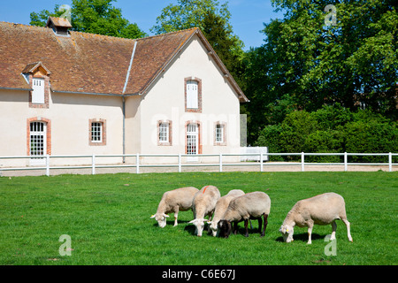 L'Europa, Francia, Yvelines (78), Rambouillet, La Bergerie Nationale (ovile) Foto Stock
