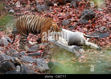 Tigre del Bengala mantenendo una vigilanza sulla sua uccisione di antilope Nilgai o Blue bull a Ranthambhore. [Panthera Tigris] Foto Stock