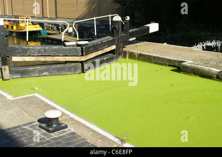 Lenti d'acqua sul Regents Canal a Islington Londra Foto Stock