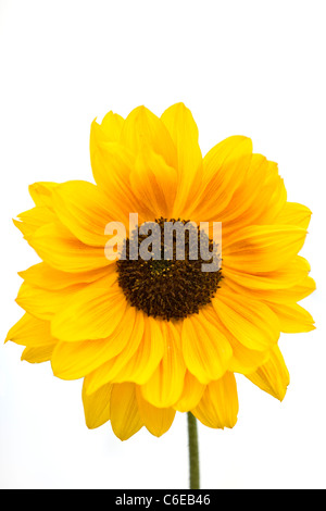 Un girasole, close-up, Helianthus annuus Foto Stock