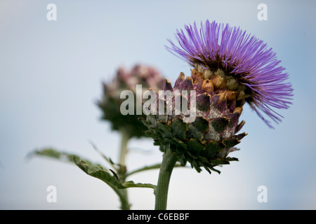 Un carciofi in fiore, Cynara scolymus Foto Stock