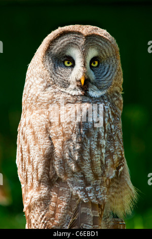 Fauna selvatica nella foresta di Rambouillet Foto Stock