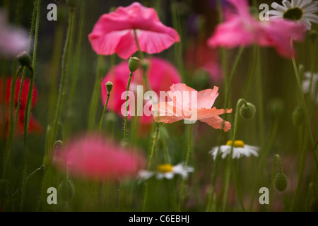 Un pallido papavero rosa in fiore Foto Stock