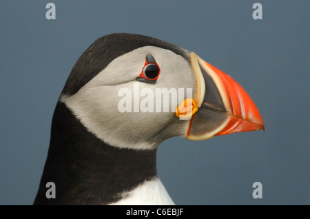 Puffin (Fratercula arctica) sulle rupi costiere di Skomer Island, Pembrokeshire, Wales, Regno Unito. Maggio 2011. Foto Stock