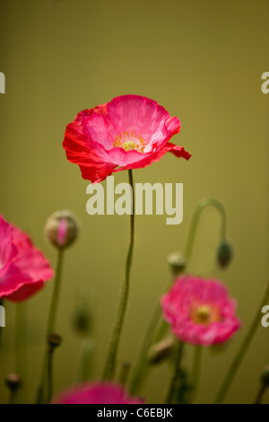 Un vibrante di papavero rosa in fiore Foto Stock