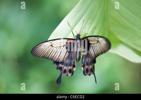 Un grande mormone a farfalla a coda di rondine su una foglia, Papilio Memnon Foto Stock