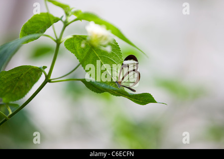 Una farfalla Glasswinged su una foglia, Greta Oto Foto Stock