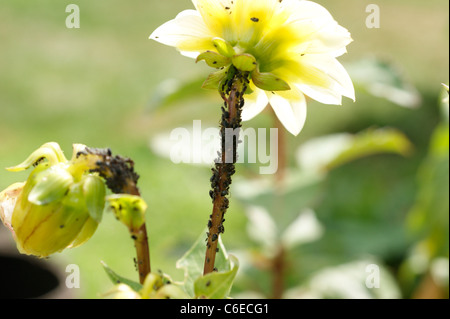 Blackfly (nero mosca) su dalie fiori noto per essere suscettibile di questo giardino peste in un giardino organico Foto Stock