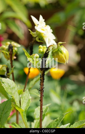 Blackfly (nero mosca) su dalie fiori noto per essere suscettibile di questo giardino peste in un giardino organico Foto Stock