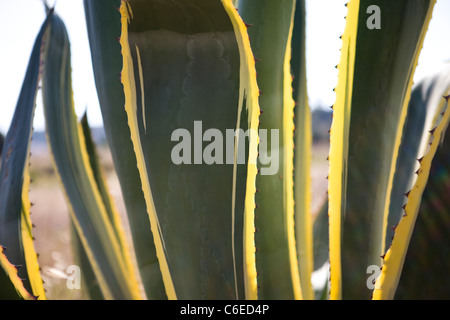 Un Aloe Vera pianta Foto Stock