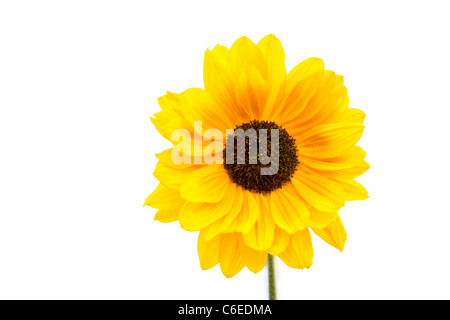 Un girasole, close-up, Helianthus annuus Foto Stock