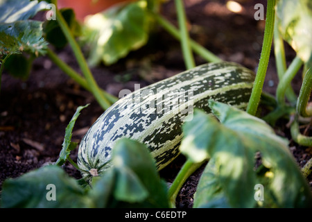 Un crescendo di midollo in una patch vegetale Foto Stock