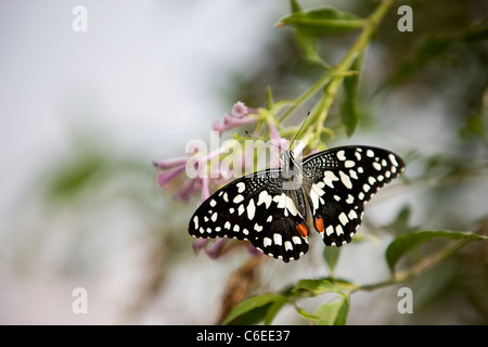 Un Lime, butterfly Papilio Demoleus malayanus su un fiore rosa Foto Stock