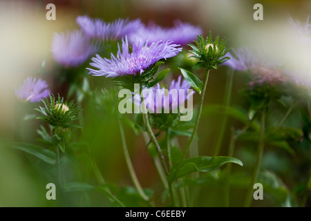 Un Stokes Aster, Stokesia Laevis, Klaus Jelitto Foto Stock