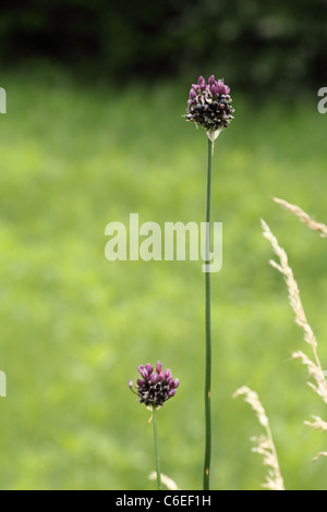 Fioritura di porro di sabbia (Allium scorodoprasum). Posizione: Maschio Karpaty, Slovacchia. Foto Stock