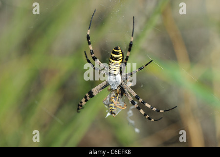 Wasp spider - Orbweb-spider (Argiope bruennichi) immobilizzando una vespa avvolgendolo in seta nel suo web Foto Stock