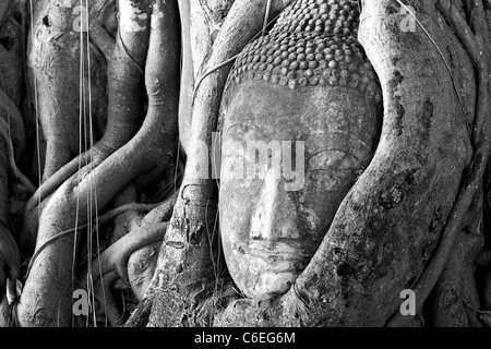 Testa di Buddha travolto dalle radici di una possente struttura Banyan Tree. Foto Stock