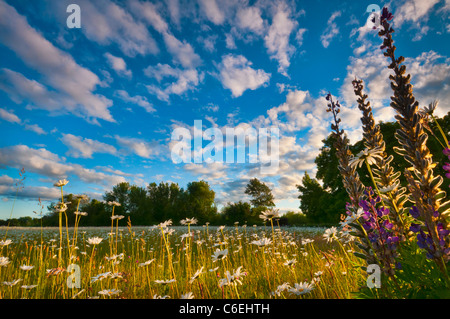 Stati Uniti d'America, Oregon, Marion County, prato con fiori di campo al tramonto Foto Stock