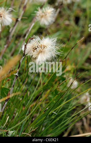 Montagna seme eterno testa, antennaria dioica Foto Stock