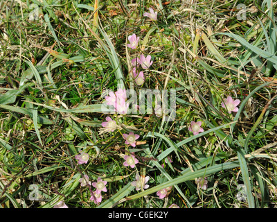 Bog Pimpernel, anagallis tenella Foto Stock