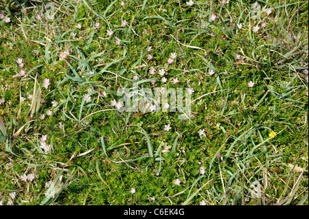 Bog Pimpernel, anagallis tenella Foto Stock