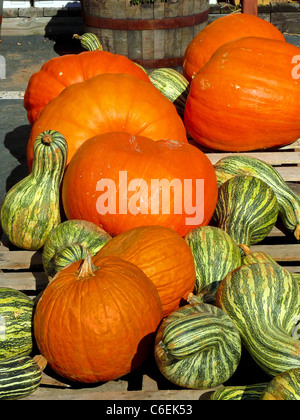 Zucche e Squash presso un mercato stradale nella Carolina del Nord. Foto Stock