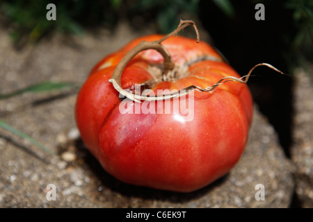 Marciume su pomodori maturi seduti sulla battuta di frutta verdura marciume rosso marcio Foto Stock