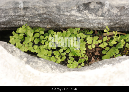 Felce capelvenere, Adiantum capillus-veneris crescendo in un Gryke su The Burren Foto Stock