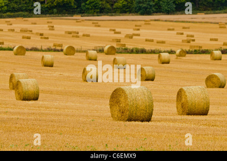 Grandi balle di fieno in un campo dopo la mietitura Foto Stock