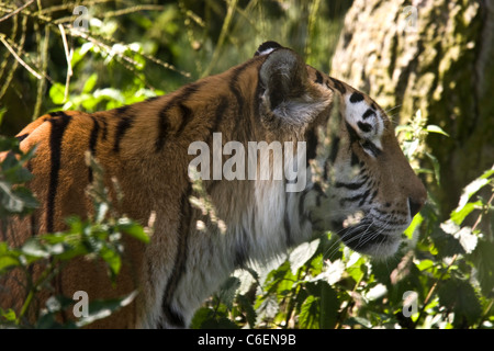 Tiger passeggiate attraverso l'erba nella giungla Foto Stock