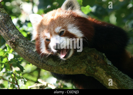 Panda rosso a Whipsnade Zoo Foto Stock