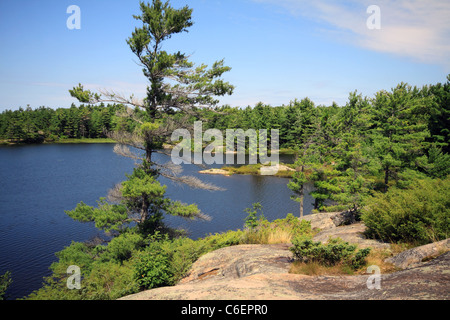 Ventoso pino al Georgian Bay Islands National Park Foto Stock