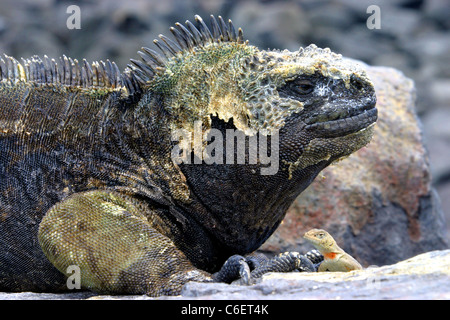 Iguane Marine (Amblyrhynchus cristatus) versando la pelle e la lucertola di lava. San Cristobal Island, Galapagos, Ecuador, Sud America Foto Stock