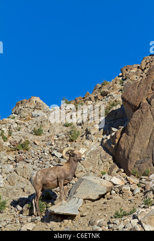 Bighorn (Ovis canadensis) Foto Stock