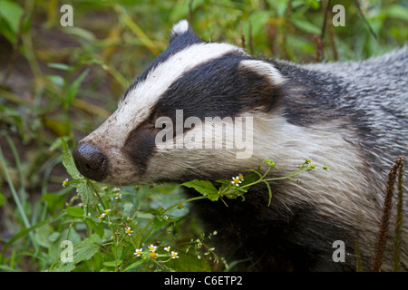 Ritratto di un Europeo (Badger Meles meles) Foto Stock