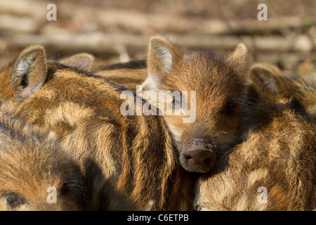 Giovani il cinghiale (Sus scrofa) Foto Stock