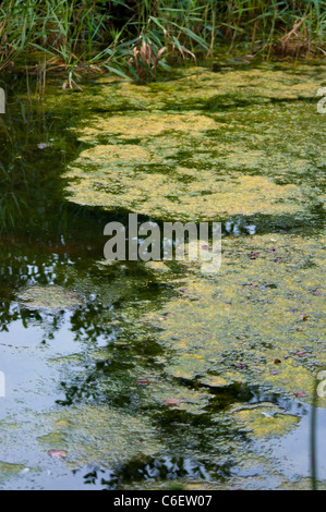 Alghe blu-verde blu verde Cockshoot Broad Norfolk England Regno Unito Foto Stock