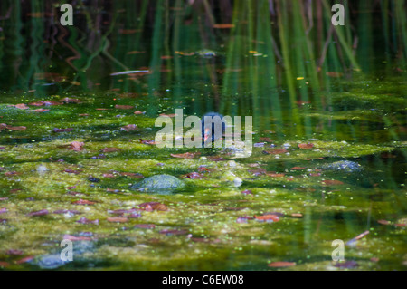 Alghe blu-verde blu verde Cockshoot Broad Norfolk England Regno Unito Foto Stock