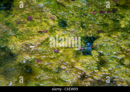 Alghe blu-verde blu verde Cockshoot Broad Norfolk England Regno Unito Foto Stock