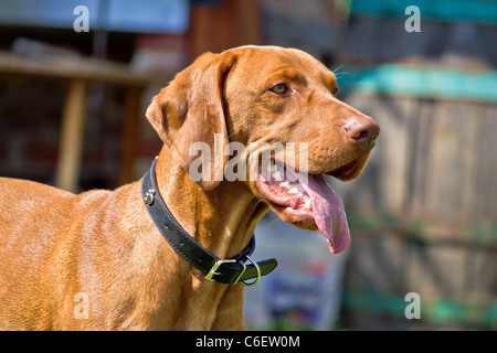 Viszla ungherese in posa - Ungherese puntatore cane da caccia Foto Stock