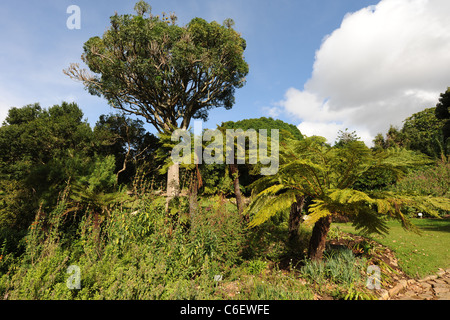 Con vista sul giardino con felci arboree, Kristenbosch Giardino Botanico Nazionale, Cape Town, Western Cape, Sud Africa Foto Stock