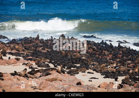 Colonia di Brown foche, Arctocephalus pusillus, Capo Croce sullo scheletro Costa della Namibia, Africa Foto Stock