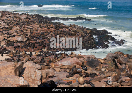 Colonia di Brown foche, Arctocephalus pusillus, Capo Croce sullo scheletro Costa della Namibia, Africa Foto Stock