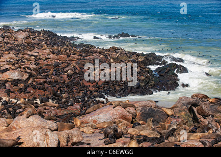 Colonia di Brown foche, Arctocephalus pusillus, Capo Croce sullo scheletro Costa della Namibia, Africa Foto Stock