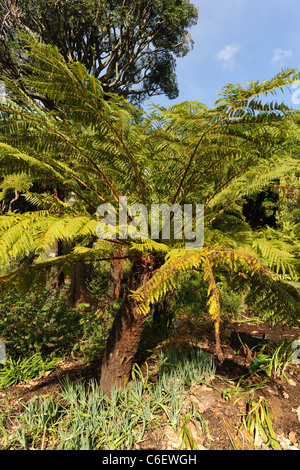 Struttura comune felce, Cyathea dregel, Kristenbosch Giardino Botanico Nazionale, Cape Town, Western Cape, Sud Africa Foto Stock