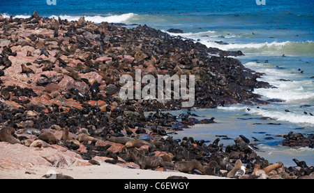 Colonia di Brown foche, Arctocephalus pusillus, Capo Croce sullo scheletro Costa della Namibia, Africa Foto Stock