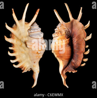 Millepiedi Spider Conch (Strombidi millepeda) 13cm Foto Stock